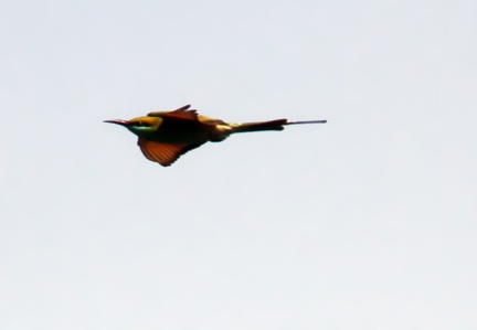 Green Bee Eater 20100314  2 