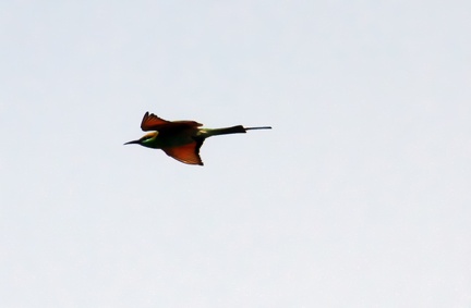 Green Bee Eater 20100314  3 