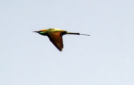 Green Bee Eater 20100314  4 