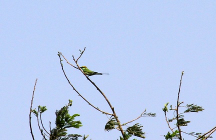 Green Bee Eater 20100314  5 