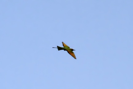 Green Bee Eater 20100314  6 