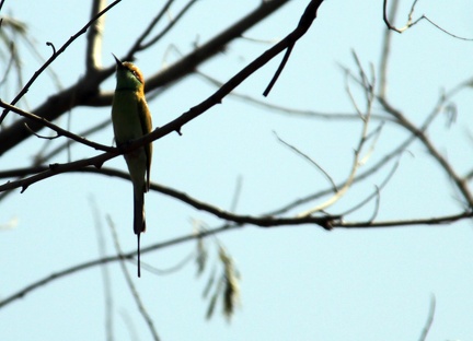 Green Bee Eater 20100314  7 