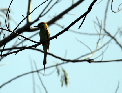 Green Bee Eater 20100314  8 