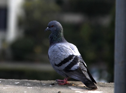 pigeononroof