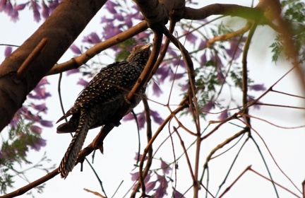 Spotted Koel 2010-04-09