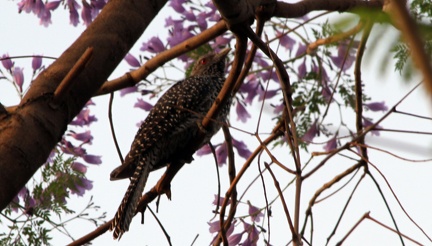 Spotted Koel 2010-04-09  2 