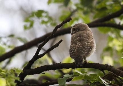 Spotted Owlet 20100612  2 