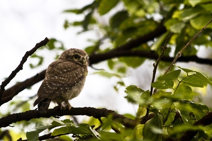Spotted Owlet 20100612  3 