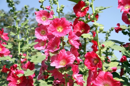 Flower 20100314  4 