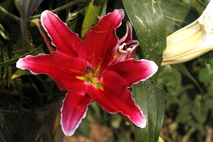 Lily1