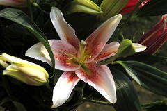 Lily2
