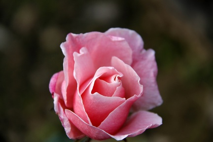 Rose4