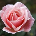 Rose6