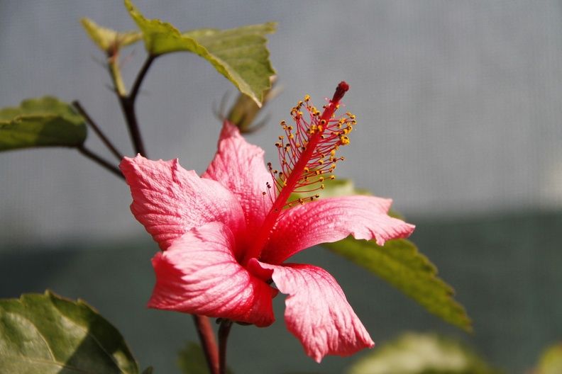 hibiscus.JPG