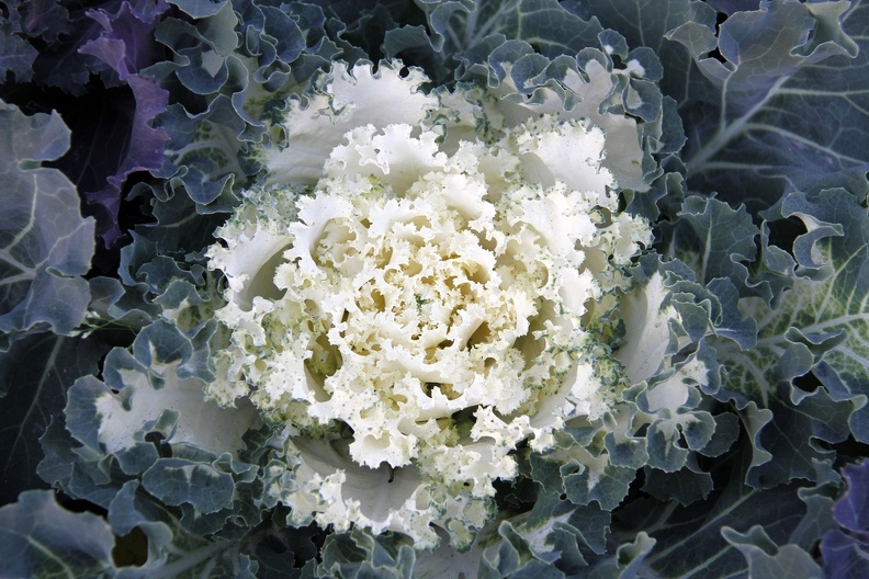 ornamentalcabbage.jpg