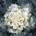 ornamentalcabbage