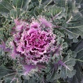 ornamentalcabbage1