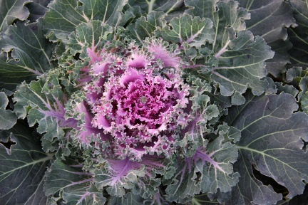 ornamentalcabbage1