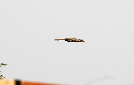 flyinghornbill