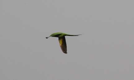 flyingparrot