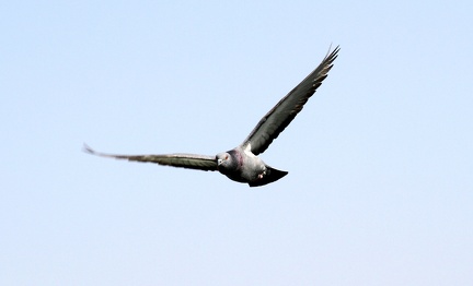 Pigeon 20100314  3 