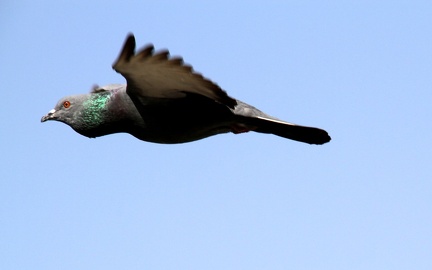 Pigeon 20100314  4 