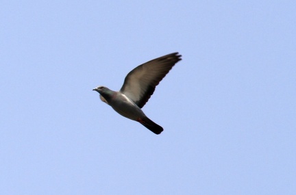 flyingpigeon