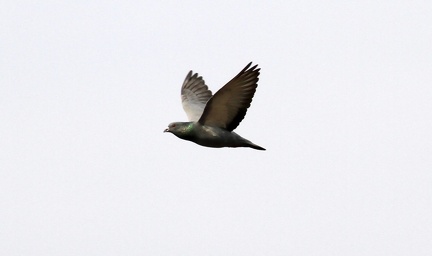 flyingpigeon2