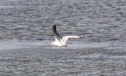 White Tern 20100314