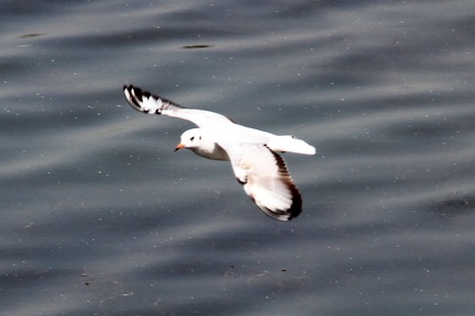 White Tern 20100314  10 