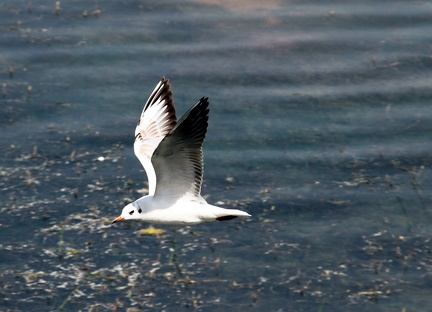 White Tern 20100314  11 