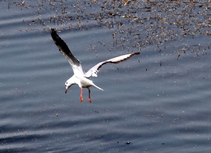 White Tern 20100314  12 