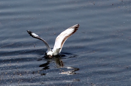 White Tern 20100314  13 