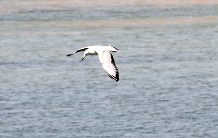 White Tern 20100314  15 