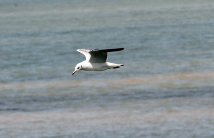 White Tern 20100314  16 
