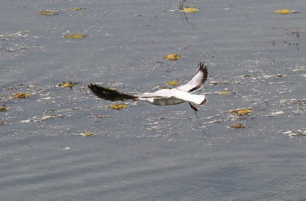 White Tern 20100314  17 
