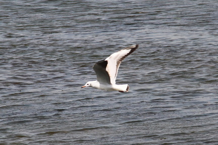 White Tern 20100314  18 