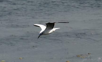 White Tern 20100314  2 