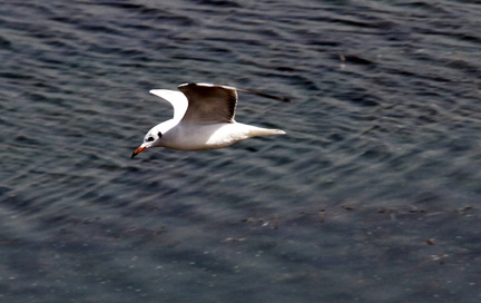 White Tern 20100314  3 