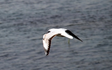 White Tern 20100314  4 