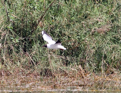White Tern 20100314  5 