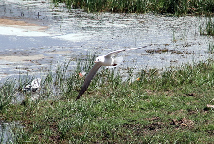 White Tern 20100314  6 