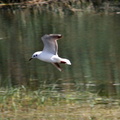White Tern 20100314  7 