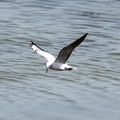 White Tern 20100314  8 