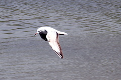 White Tern 20100314  9 