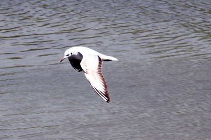 White Tern 20100314  9 