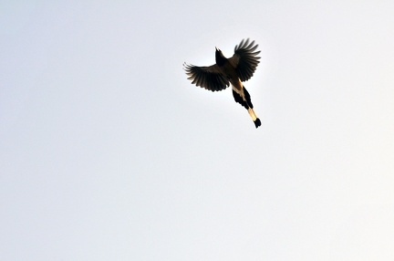 FlyingBird