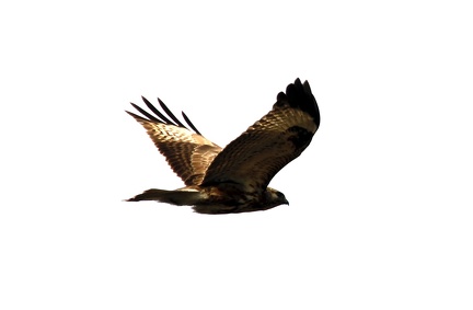 Hawk 100213  10 