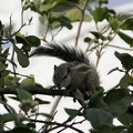 Squirrel 100217