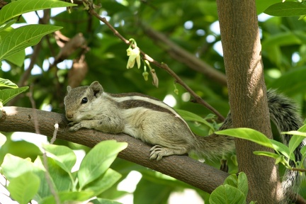Squirrel 2010-06-07